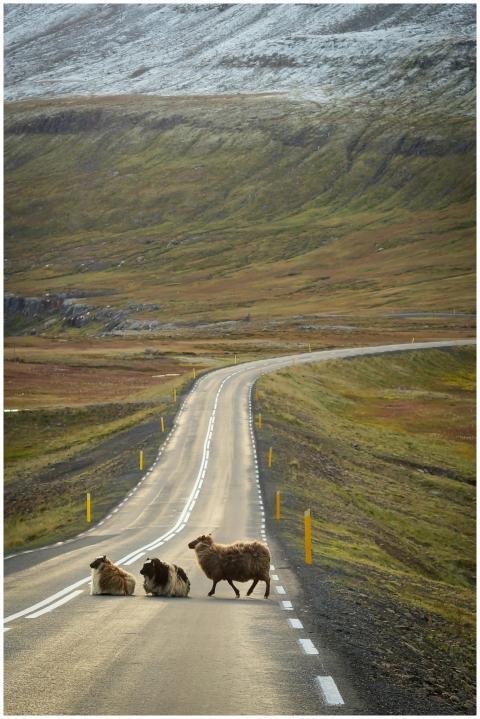 Sheep crossing a winding road in a scenic rural la