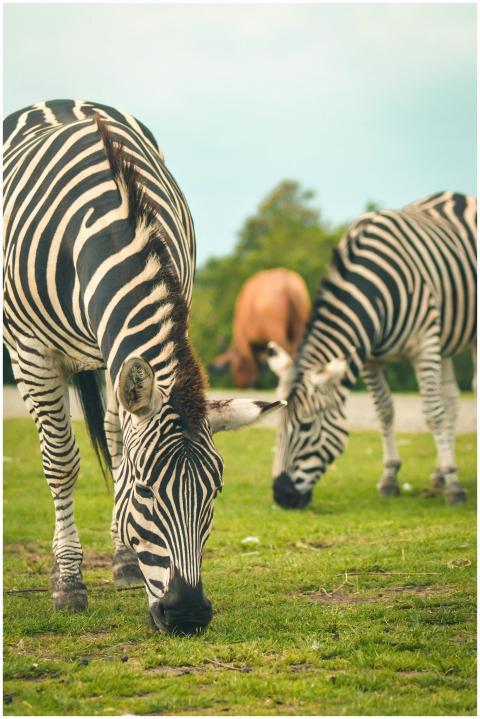 Zebras grazing in a field at a zoo in Bewdley, Eng