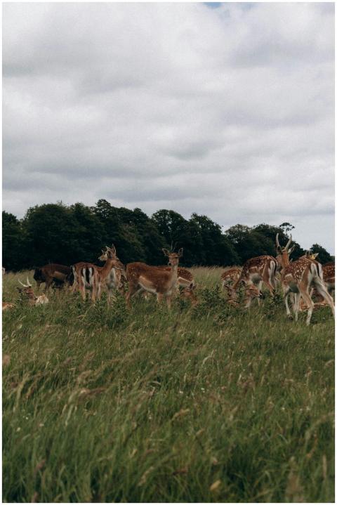 A peaceful herd of deer grazes in a lush green fie