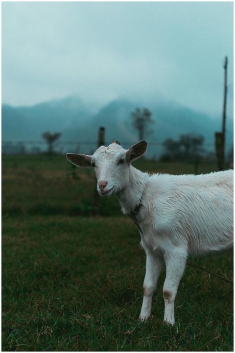 A white goat stands on a lush field with misty mou