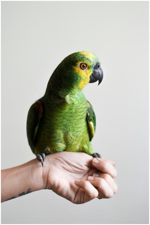 A vibrant green parrot sits gracefully on a human