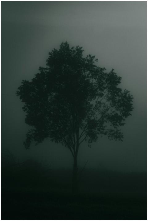 A solitary tree stands shrouded in fog, creating a