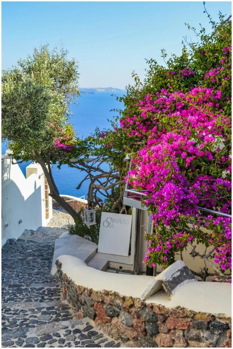 A picturesque alley in Santorini, Greece, with blo