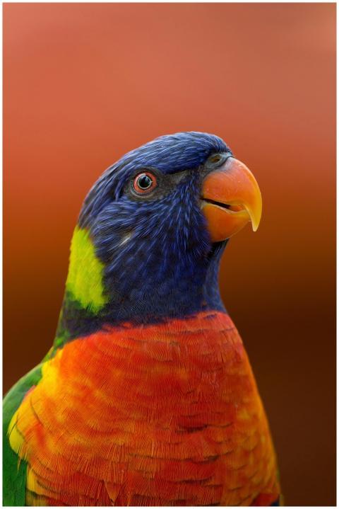 Colorful close-up of a rainbow lorikeet showcasing