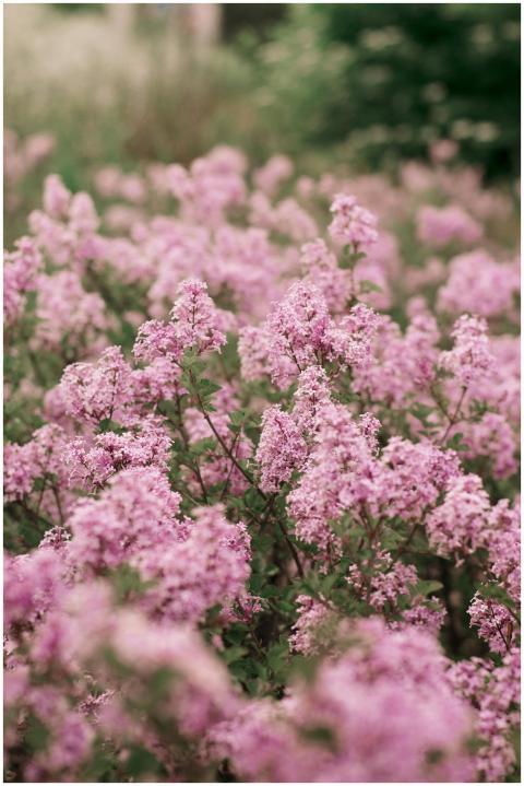 Capture of vivid pink blossoms in a lush garden se