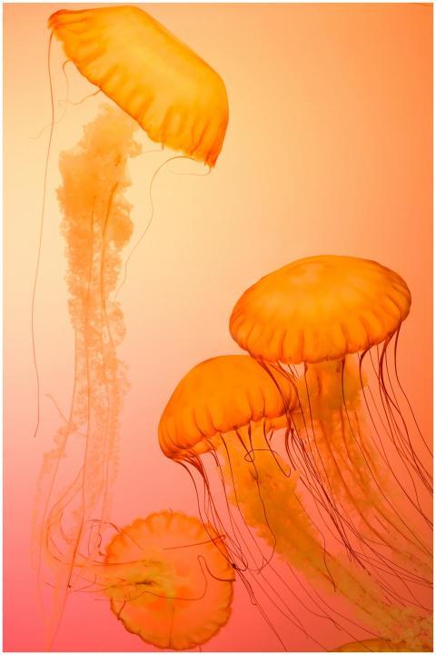 Stunning photo of orange jellyfish in water, captu