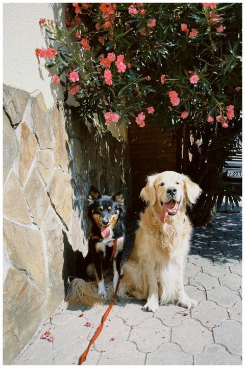 Golden retriever and border collie sitting on a pa