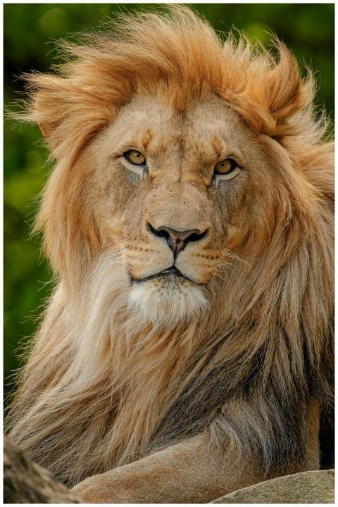 Close-up of a majestic lion with a flowing mane in