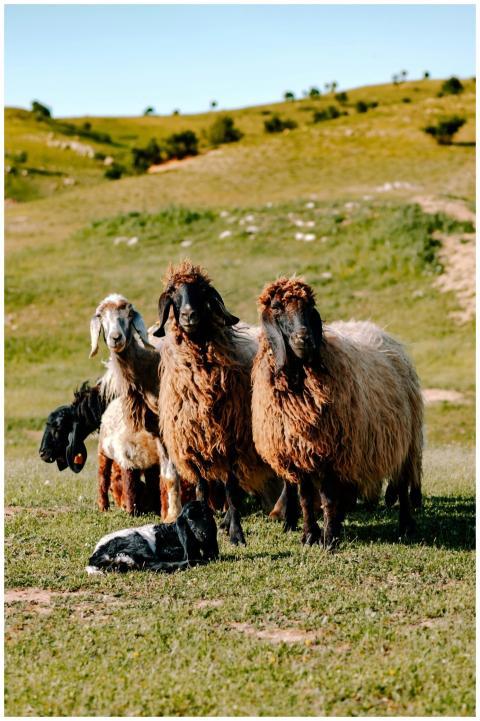 Group of sheep and lambs grazing in Silopi, Türkiy