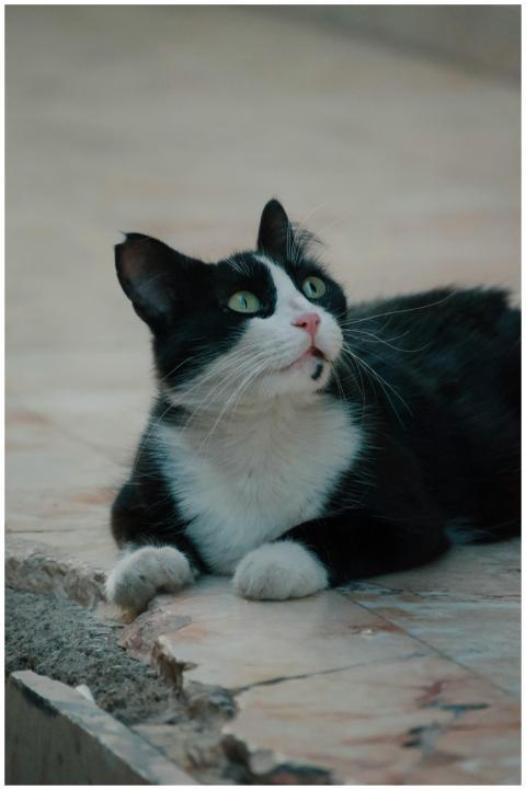 A black and white cat with green eyes lying on out