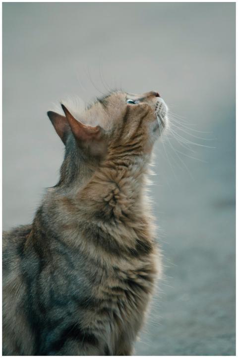 Close-up of a curious tabby cat looking upwards, c
