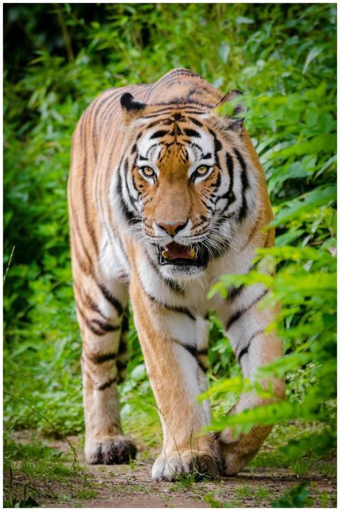 A fierce tiger prowling through lush greenery disp