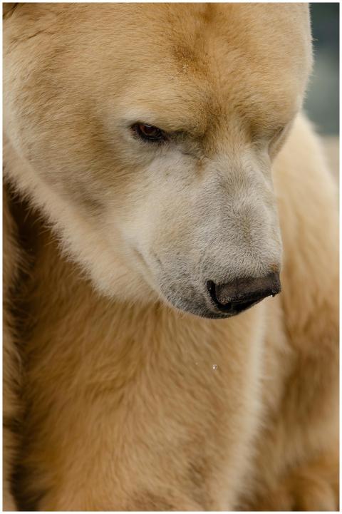 Intimate close-up of a polar bear with a focused e