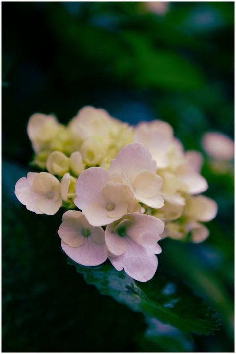 Delicate hydrangea bloom captured in vibrant Azore