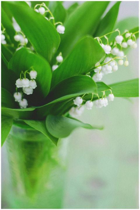 Close-up of delicate lily of the valley flowers in