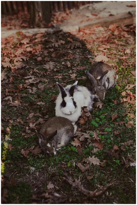 Adorable rabbits lounging amidst autumn leaves in