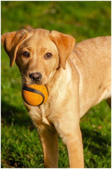 Adorable Labrador puppy with a ball in mouth on a