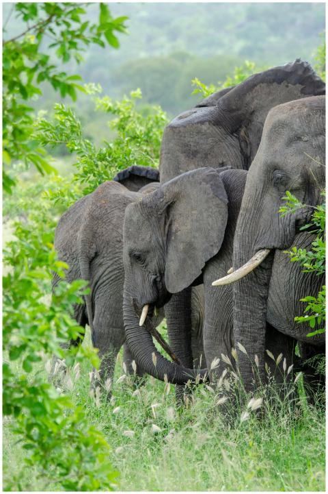 A group of African elephants grazing amidst lush g