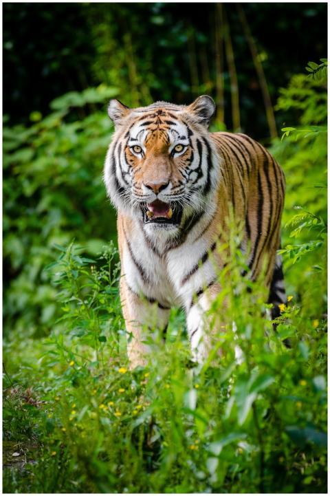 A fierce tiger prowling through the dense jungle,