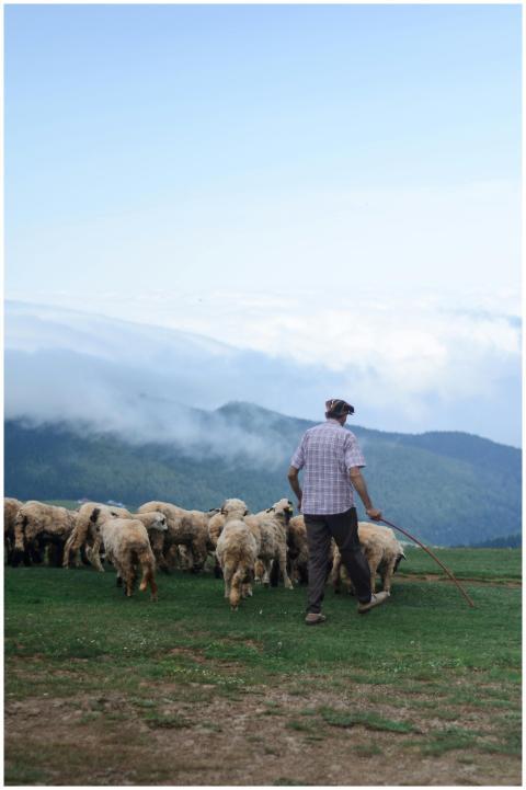 A shepherd herds sheep on a lush hillside with a b