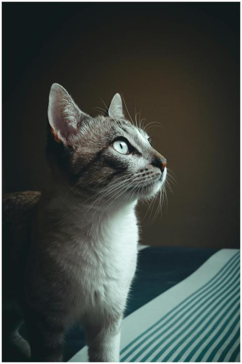 Close-up portrait of a curious grey and white dome