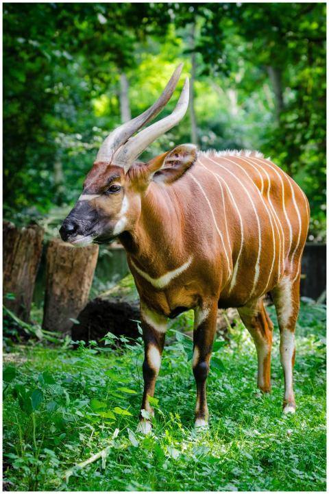 A striking bongo antelope with prominent horns sta
