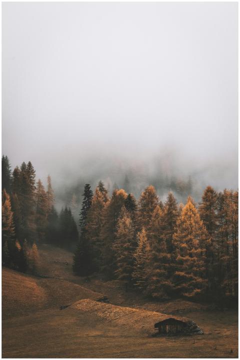 Serene autumn forest landscape with fog enveloping