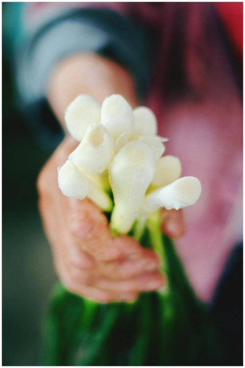 Close-up of a hand holding bunch of fresh spring o