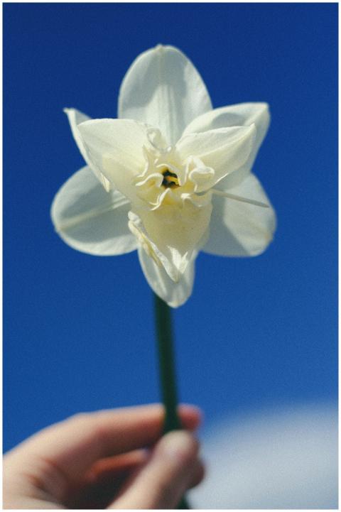 Close-up of a white daffodil held against a clear