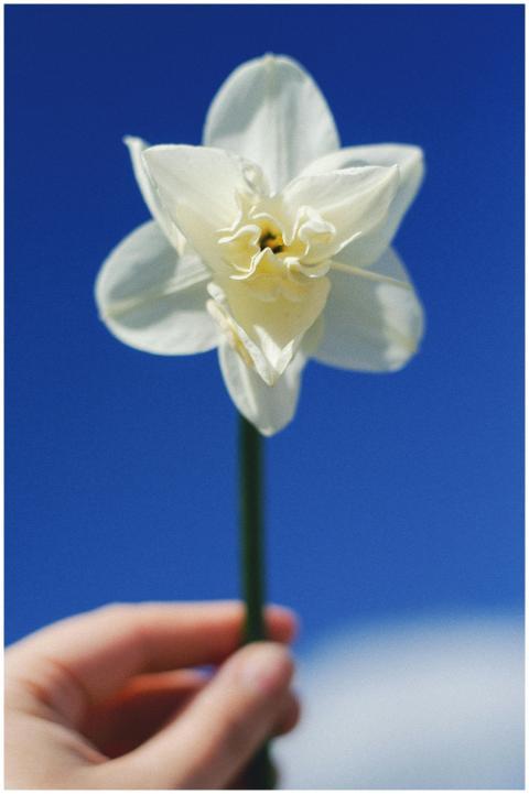 A close-up of a fresh daffodil flower held by a ha