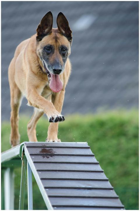 Brown dog enthusiastically performing agility trai