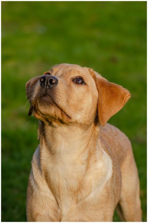 Adorable Labrador Retriever puppy sitting on grass