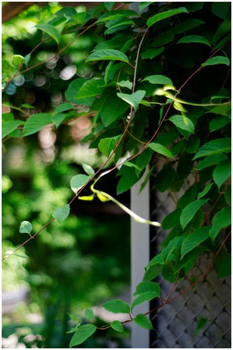 Vertical shot of green vines climbing a trellis ou