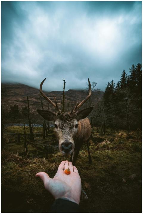 Close-up of a deer with antlers being fed by hand