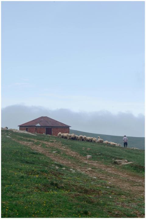 A pastoral scene with sheep grazing by a brick hou