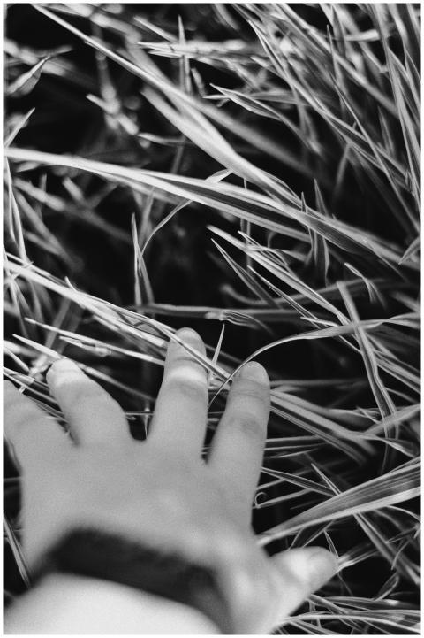 A monochrome image of a hand reaching through tall