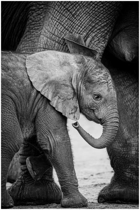 Black and white photograph of a baby African eleph