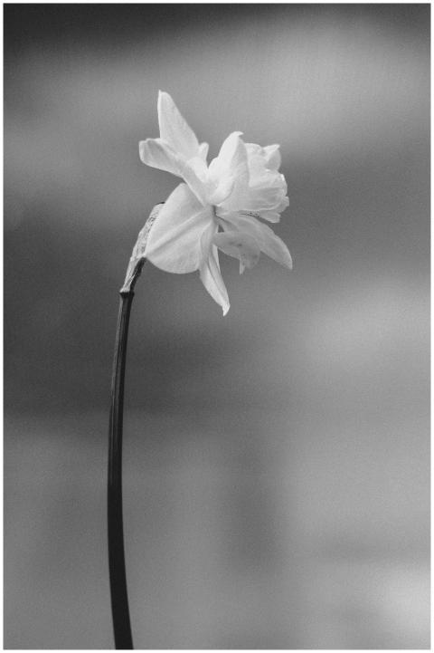A monochrome close-up of a blooming flower with an