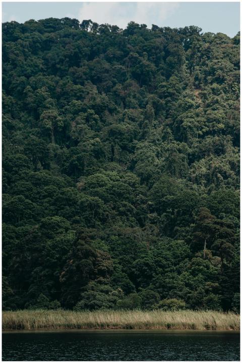 A serene view of a dense green forest overlooking