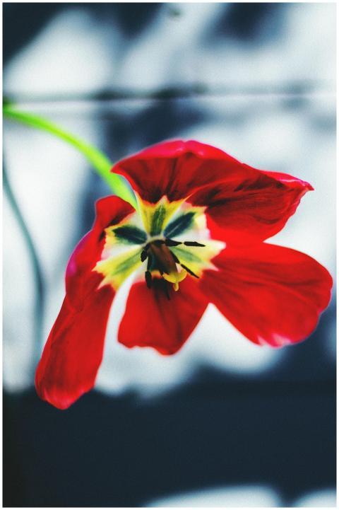 A close-up of a vibrant red tulip flower showcasin