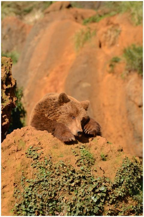 Brown bear lying on a sunlit rocky terrain with lu