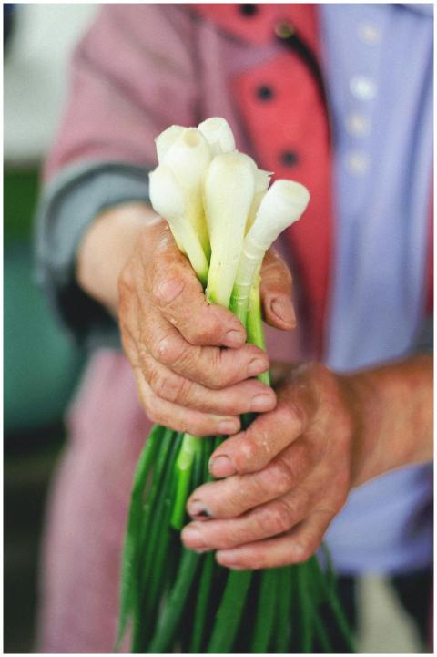 Close-up of hands holding fresh spring onions, sho