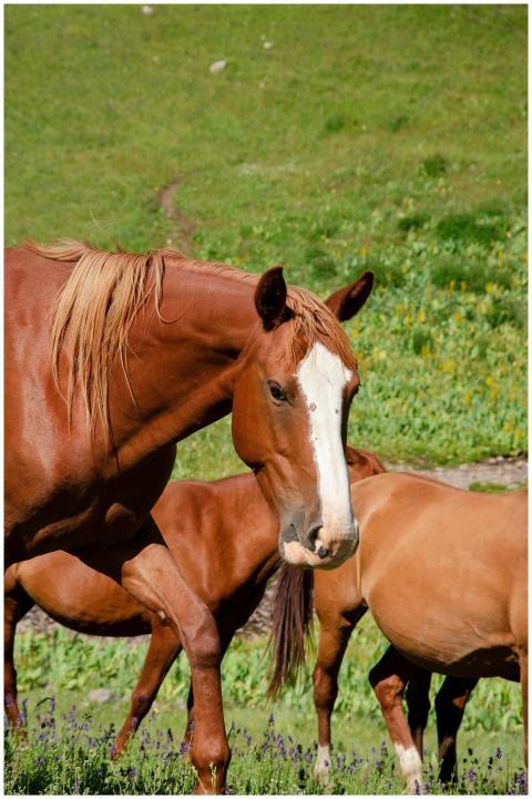 Beautiful herd of horses grazing on a lush green h