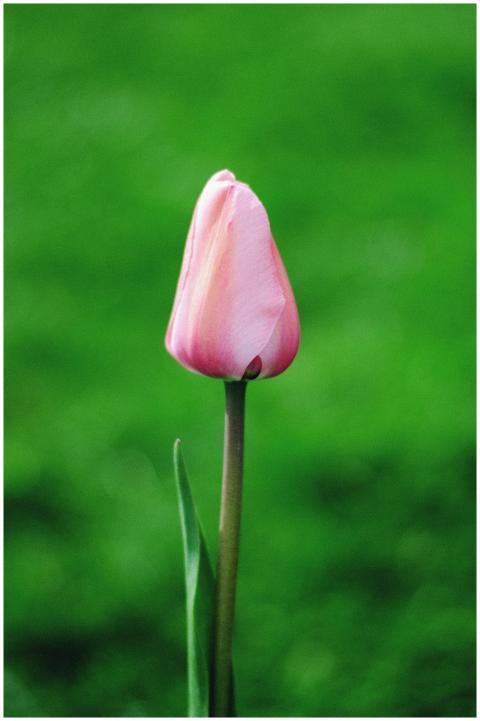 Close-up of a single pink tulip blossoming with lu