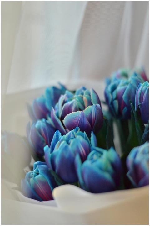Close-up of blue tulips in soft light, highlightin