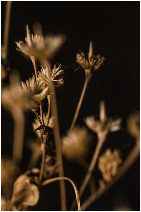 Macro shot of dried flowers with a dark background