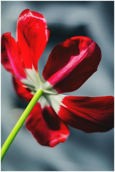Stunning close-up of a red tulip with striking pat