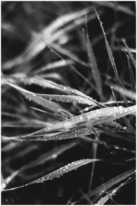 Captivating monochrome close-up of dew glistening