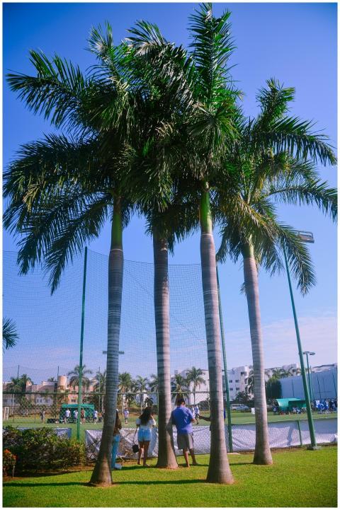Tall palm trees standing over people at an outdoor