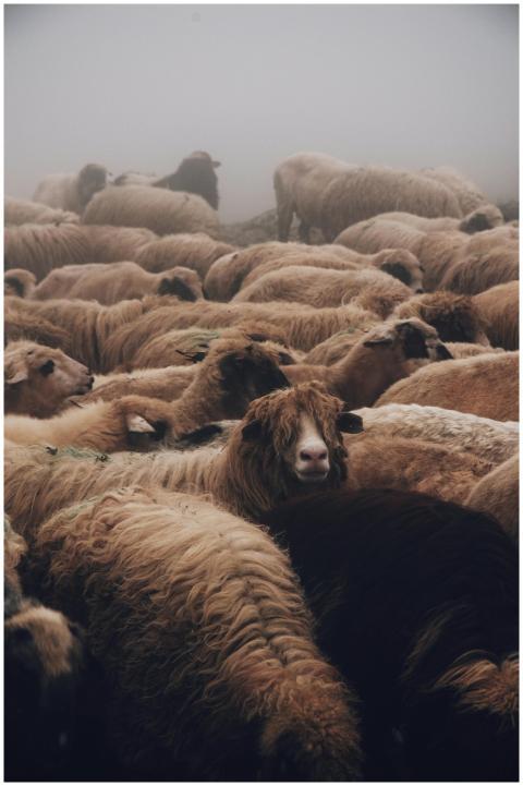 A dense herd of sheep in a foggy pasture, showcasi